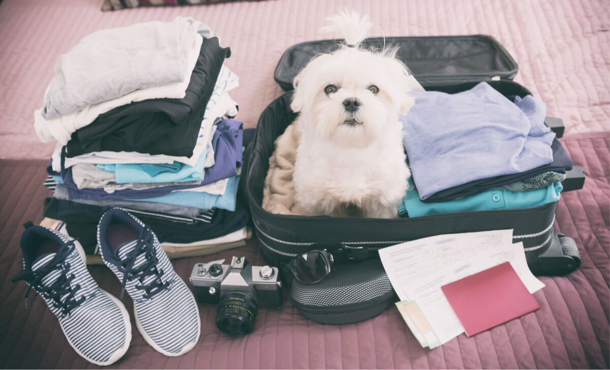 6 Consejos Para Viajar Con Tu Mascota En Un Avión - Travel Plannet