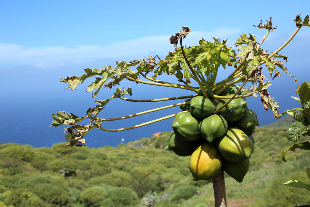 Qué frutas tropicales puedes probar en las Islas Canarias? - Travel Plannet