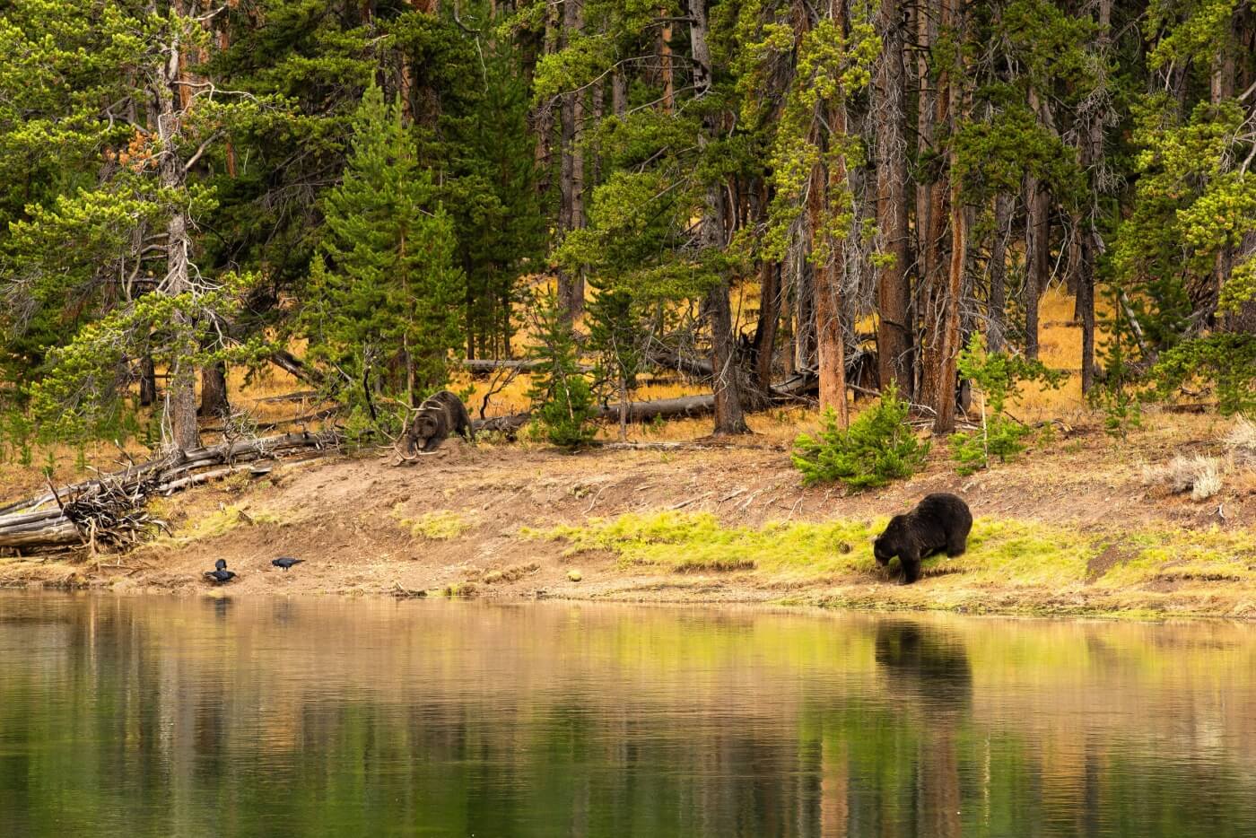 Parque Nacional Yellowstone, una combinación natural perfecta